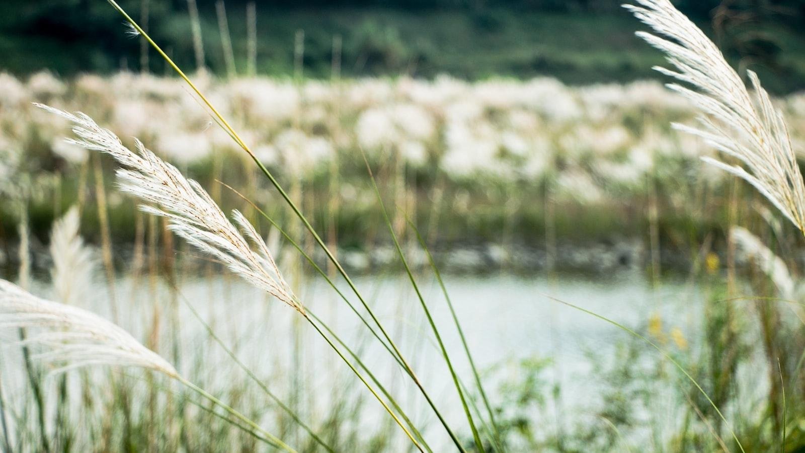 Juuste Mäng: Põhjalik Teejuht Õige Meetodi Kohta